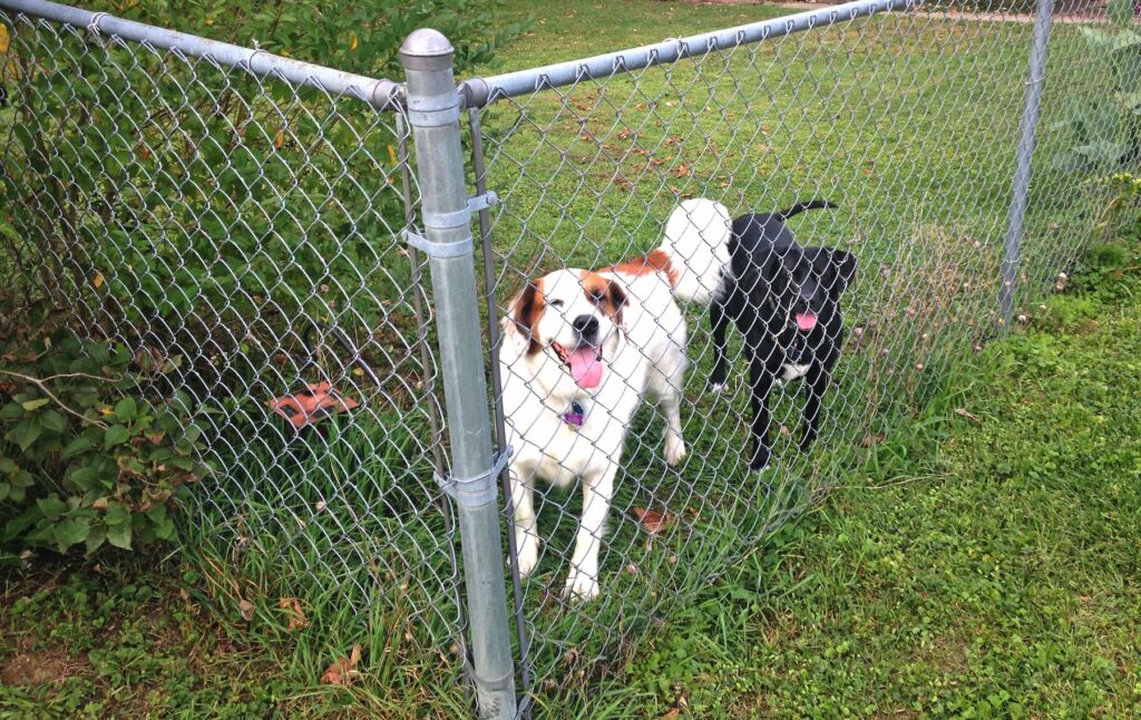 chainlink fence