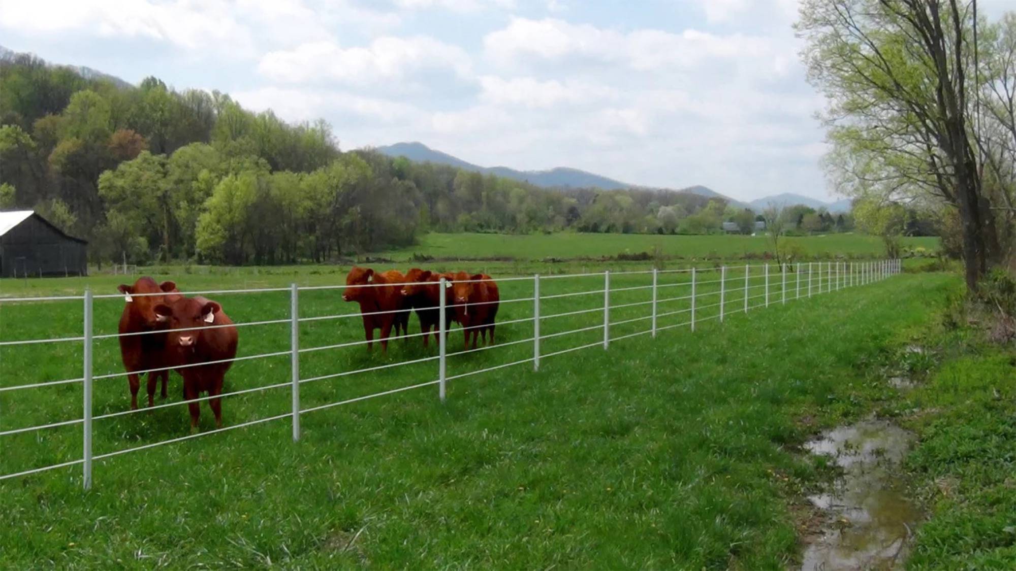 An image showing a grassy field with a wire fence running along the edge. Several cows are visible standing behind the fence. In the background, there are trees and hills visible.